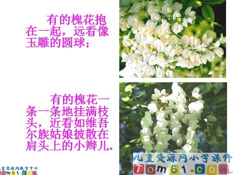 槐乡五月课件10