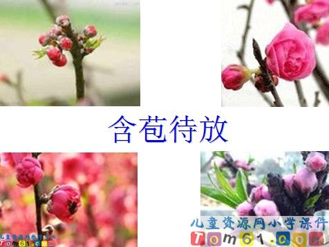 剪枝的学问课件8