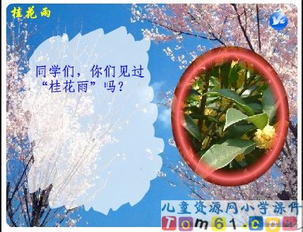 桂花雨课件1