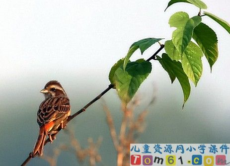 珍珠鸟课件19
