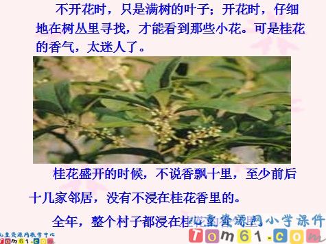 桂花雨课件7