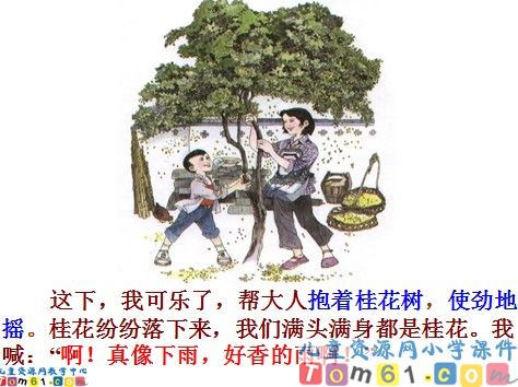 桂花雨课件11