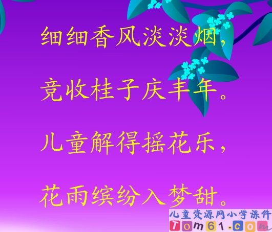 桂花雨课件14