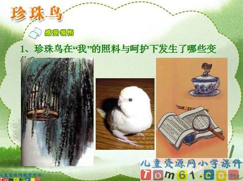 珍珠鸟课件7
