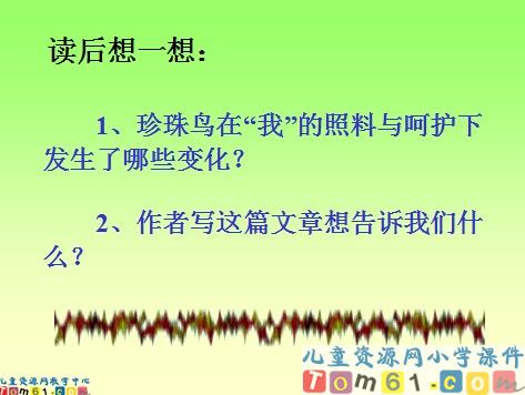 珍珠鸟课件13