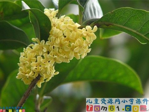 桂花雨课件2