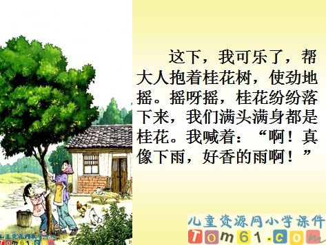 桂花雨课件3