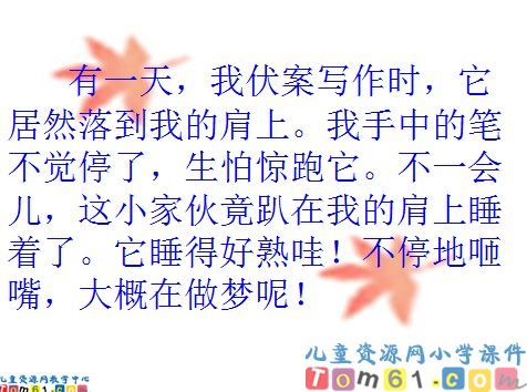 珍珠鸟课件16
