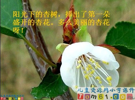 第一朵杏花课件9