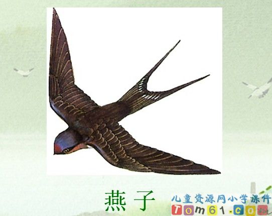 燕子课件5