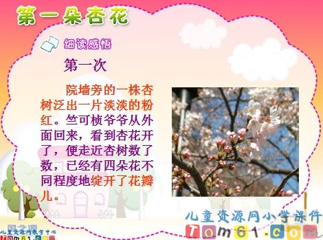 第一朵杏花课件7