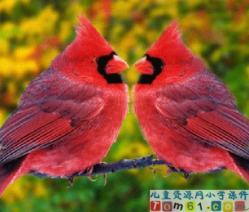 鸟语课件3
