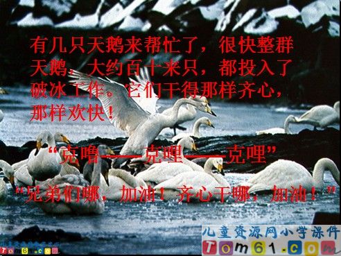 天鹅的故事课件9