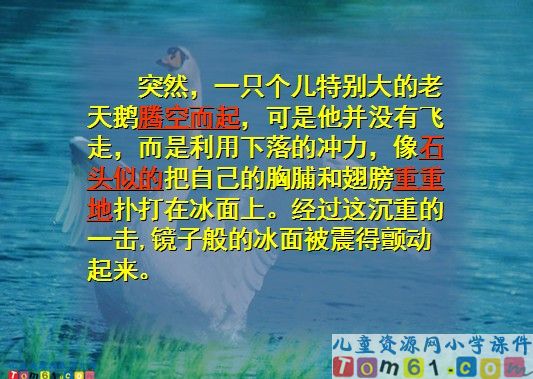 天鹅的故事课件4