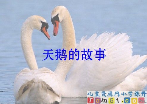 天鹅的故事课件12