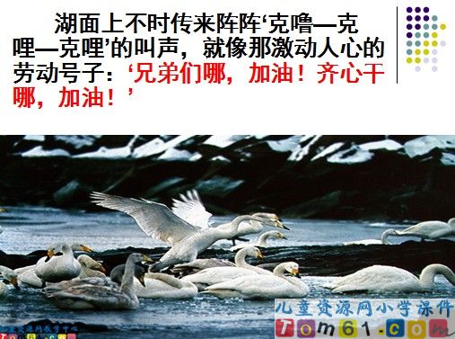 天鹅的故事课件11