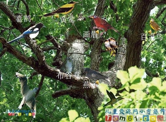 鸟语课件6