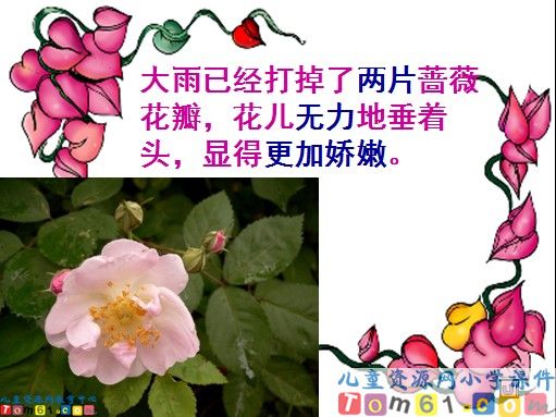 我不是最弱小的课件1