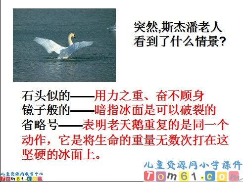 天鹅的故事课件15
