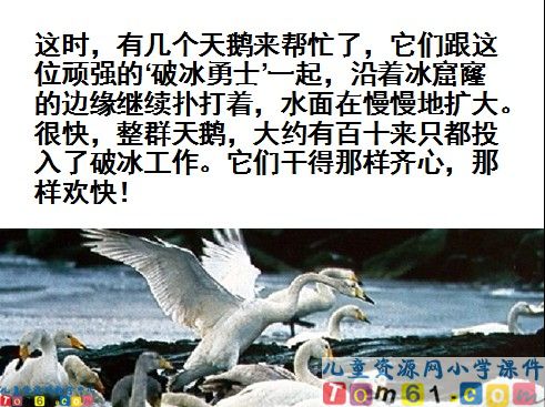 天鹅的故事课件2