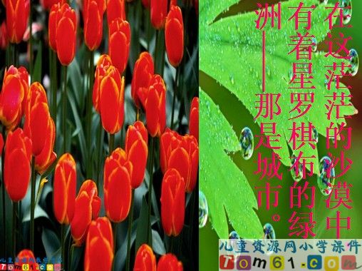 沙漠中的绿洲课件2