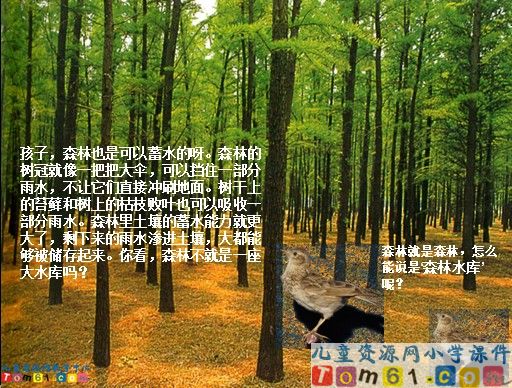 云雀的心愿课件12