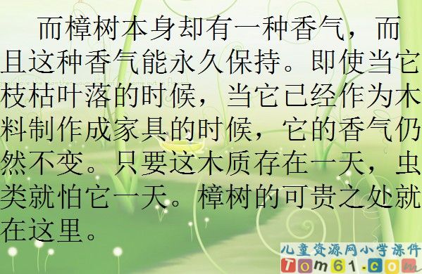 宋庆龄故居的樟树课件5