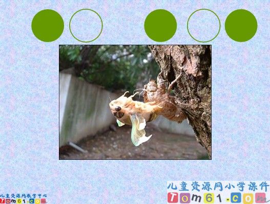 金蝉脱壳课件9