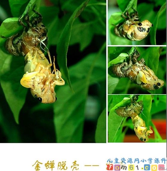 金蝉脱壳课件3