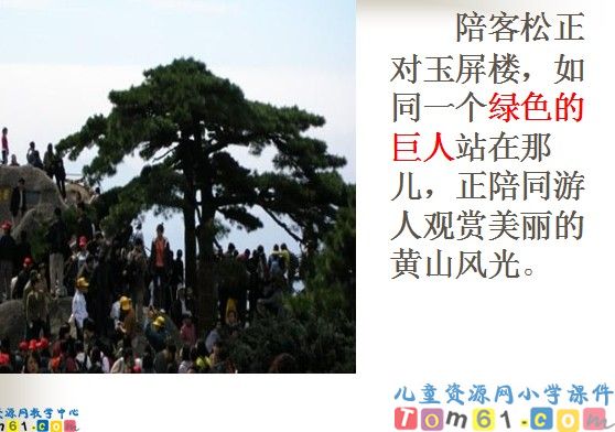 黄山奇松课件1