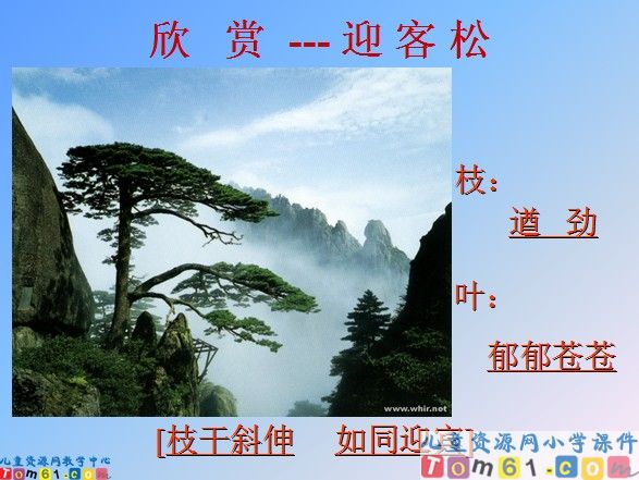 黄山奇松课件9