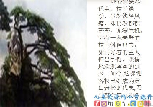 黄山奇松课件4