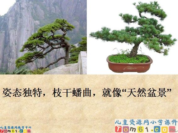 黄山奇松课件3