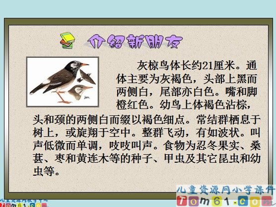灰椋鸟课件5