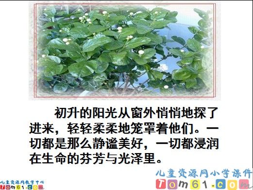 爱如茉莉课件11