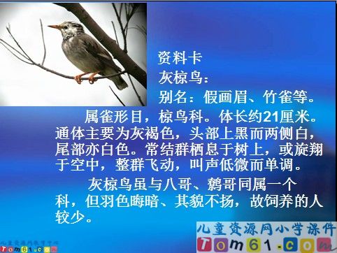灰椋鸟课件9