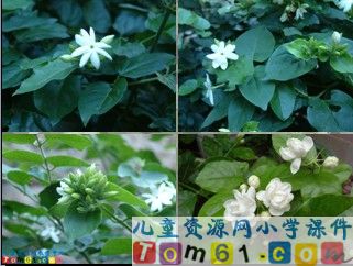 爱如茉莉课件5