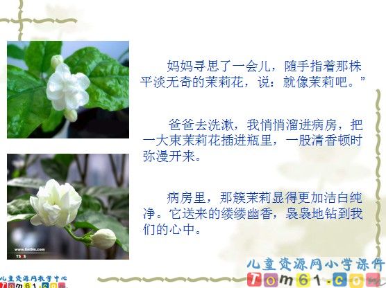 爱如茉莉课件4