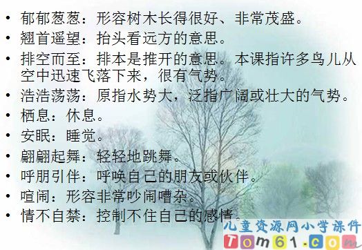 灰椋鸟课件3