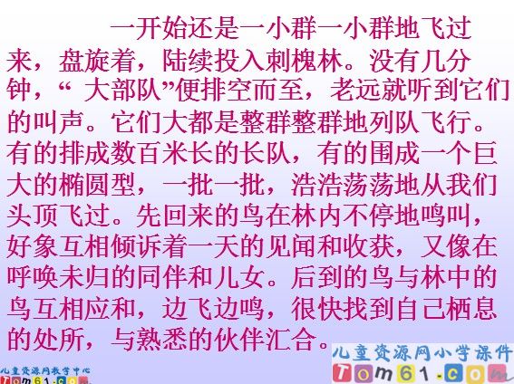 灰椋鸟课件6