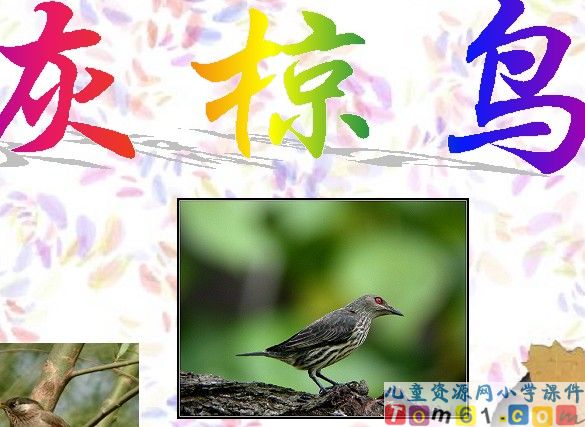 灰椋鸟课件11