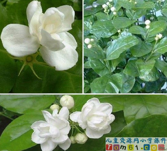 爱如茉莉课件1