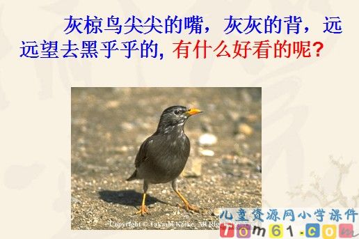 灰椋鸟课件8