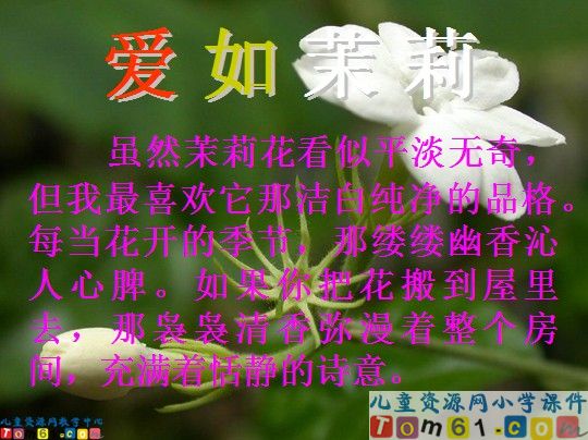 爱如茉莉课件12