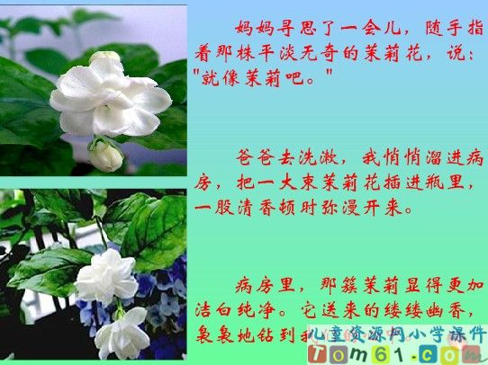 爱如茉莉课件9