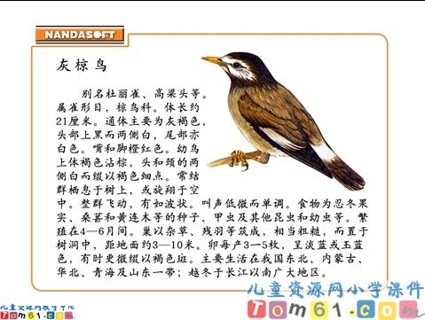 灰椋鸟课件2