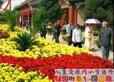 《看菊花》