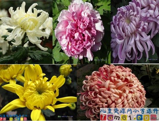 《看菊花》