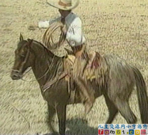 《骑牛比赛》