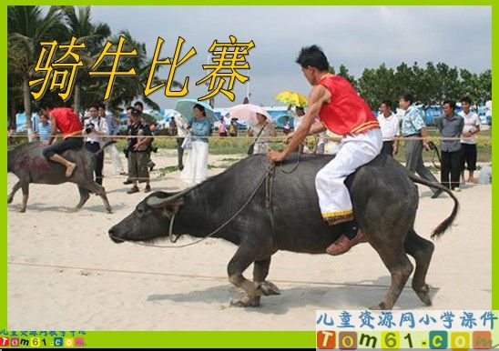 《骑牛比赛》